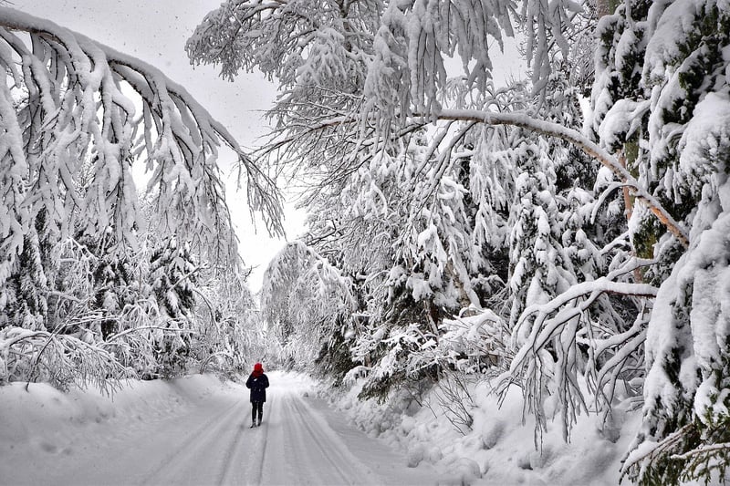 Snowy Escapes
