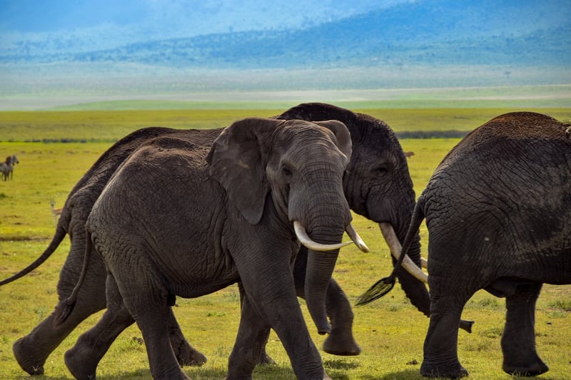 Elephant Safari